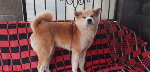 štěňata akita inu  jsou vám k dispozicii. štěňata akita inu  jsou vám k dispozicii.