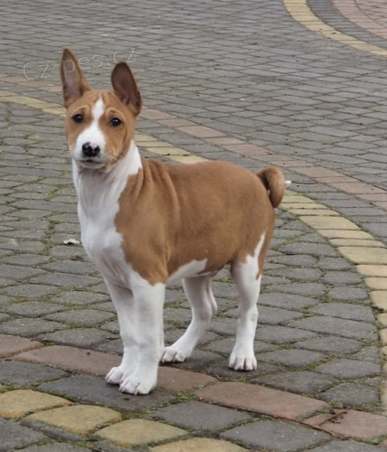 2 Basenji loveck tata muzy a zeni