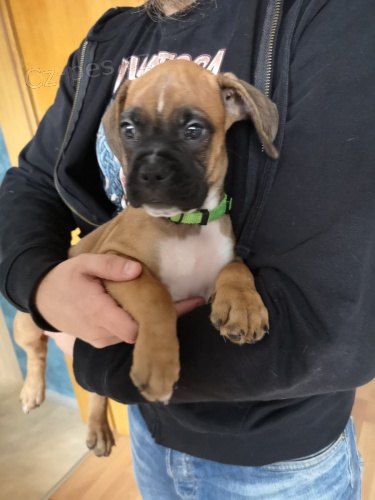 �t��ata boxer� jsou nyn� k dispozici pro adopci