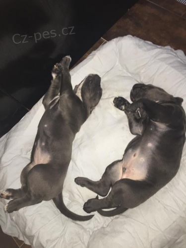 dispozici �t��ata cane corso italiano