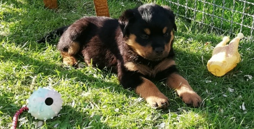 K dispozici jsou pro v�s �t���tka rotvajlera.