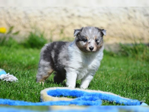 dispozici jsou štěňata shetlandských ovčáků (Sheltie) dispozici jsou štěňata shetlandských ovčáků (Sheltie)