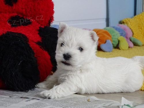 West Highland Terrier mini �t��ata ochotn� m�t nov� domovy