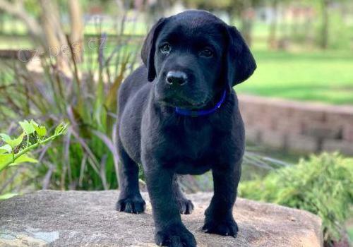 roztomilý labradorský retrívr roztomilý labradorský retrívr