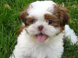 shih tzu shih tzu