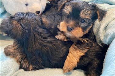 Jorkšírský teriér Jorkšírský teriér