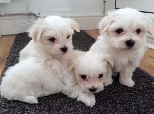 maltština maltština maltština maltština