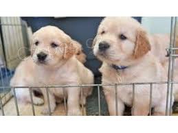 čistokrevný zlatý retrívr čistokrevný zlatý retrívr