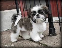 shih tzu shih tzu