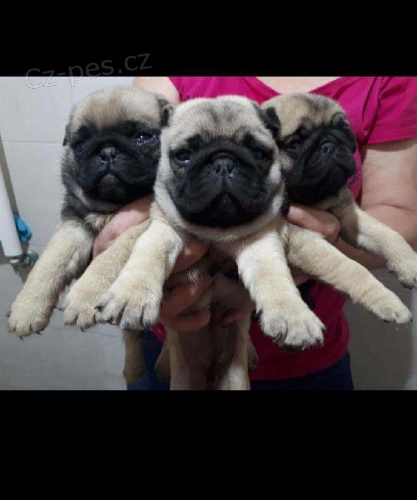 mops mops mops mops