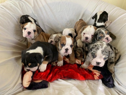 Anglick� buldok �t��ata