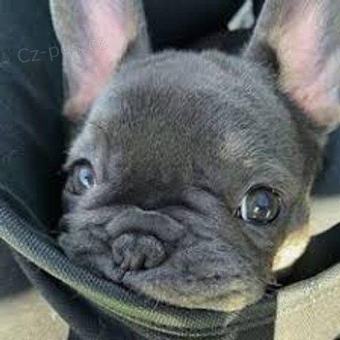 Prod�v�m francouzsk�ho buldo�ka