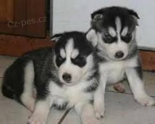  �t��ata husky 