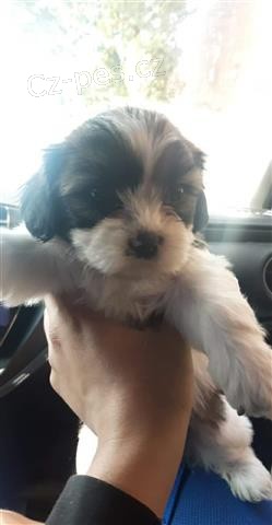 kr�sn� �t��ata shih tzu