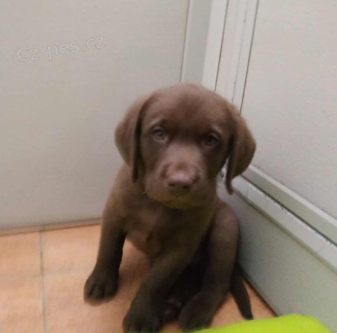 Labradorsk� �t��ata 