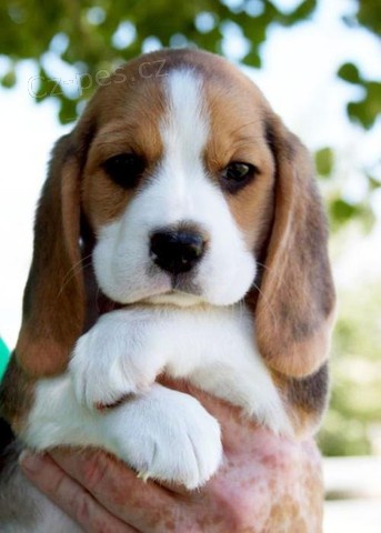 �t��ata beagle