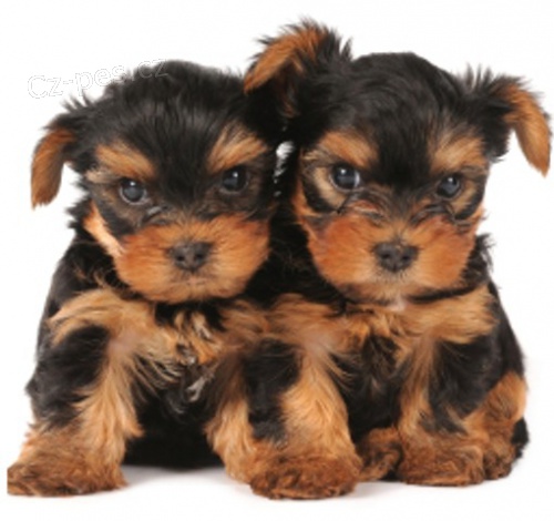 Jork��rsk� teri�r