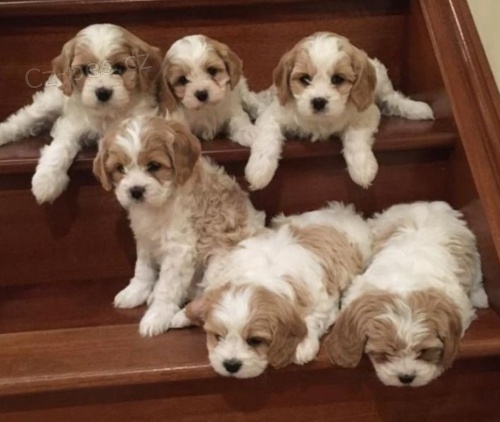 Kr�sn� �t��ata Cavachon
