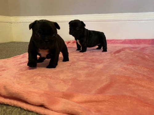 Krásná štěňata francouzského buldočka, Krásná štěňata francouzského buldočka,