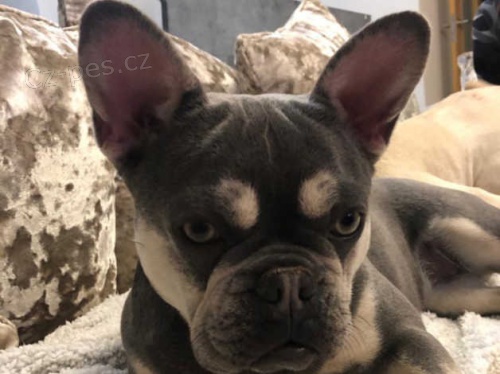 Máme k dispozici dvě krásná štěňata francouzského buldočka. Máme k dispozici dvě krásná štěňata francouzského buldočka.