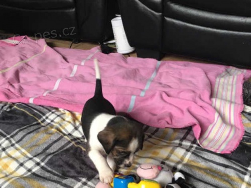 Beagle štěňata. Beagle štěňata.