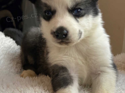 sibiřský husky štěňata sibiřský husky štěňata