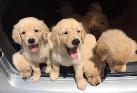 Zlatý retriever Zlatý retriever
