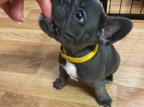 Francouzský buldoček štěňata Francouzský buldoček štěňata