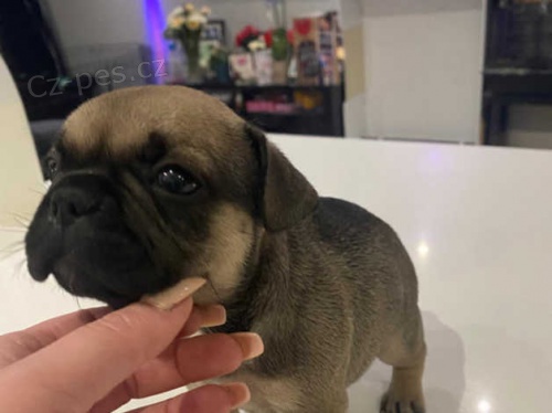 Francouzský buldoček štěňata Francouzský buldoček štěňata