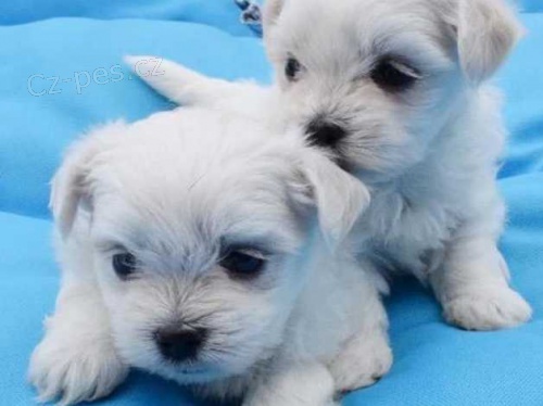 maltézská štěňata maltézská štěňata