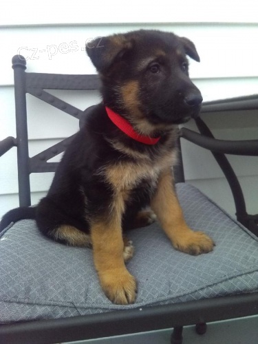 Inteligentní štěňata německého ovčáka k adopci  Inteligentní štěňata německého ovčáka k adopci
