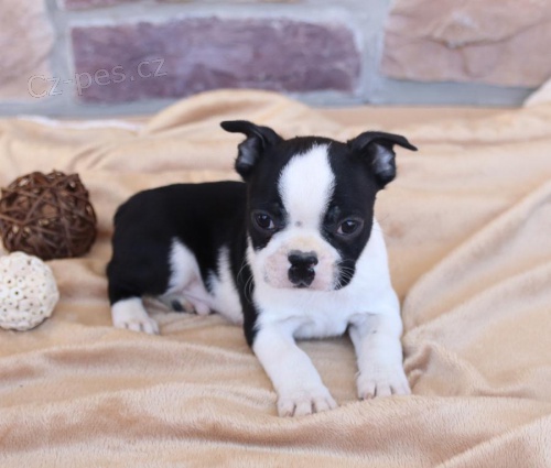 K dispozici jsou roztomil� �t��ata bostonsky teri�ra 