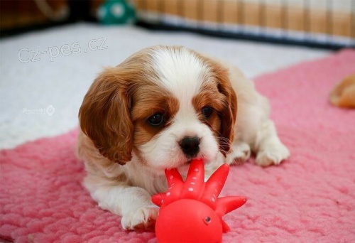 Kr�sn� kaval�r king charles �t��ata 