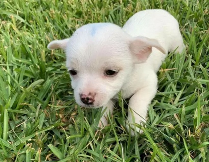 �istokrevn� �t��ata �ivavy 