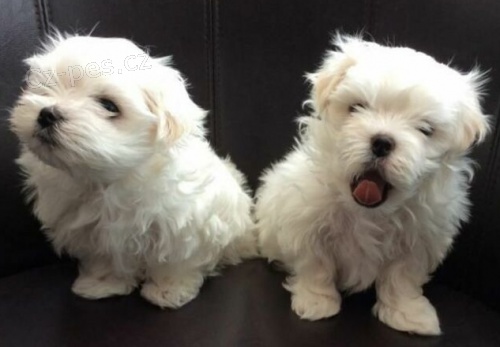 Nádherná štěňata Bichon  Nádherná štěňata Bichon