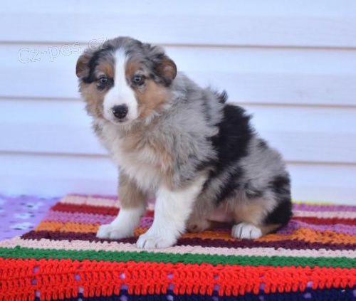 Okouzluj�c� �t��ata australsk�ho ov��ka 