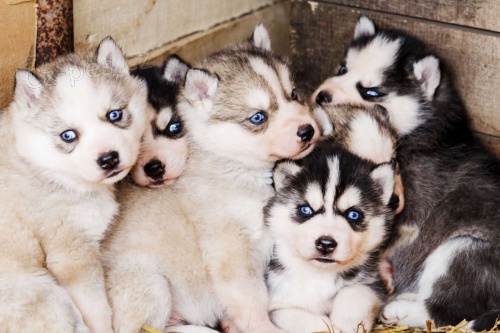 Čistokrevný Husky děti s PP Čistokrevný Husky děti s PP