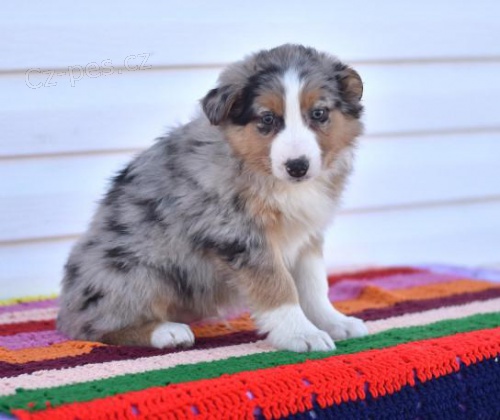 Samci a samice �t��at australsk�ho ov��ka 