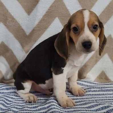 P�ipraveni �t��ata samc� a samic Beagle 