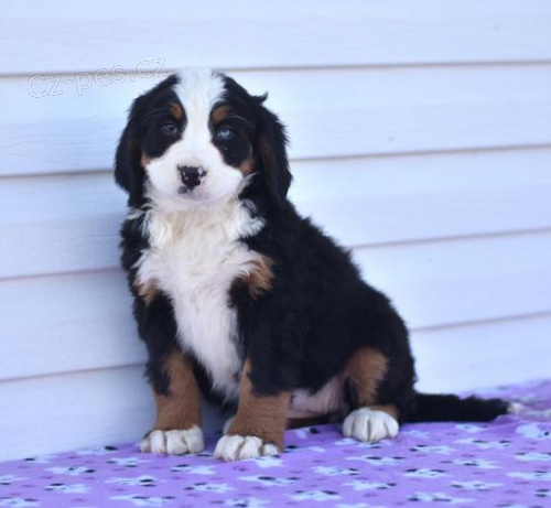 �t��ata bernsk�ho sala�nick�ho psa k dispozici 