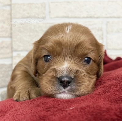 Kr�sn� kr�l Cavalier charles �t��ata k adopci