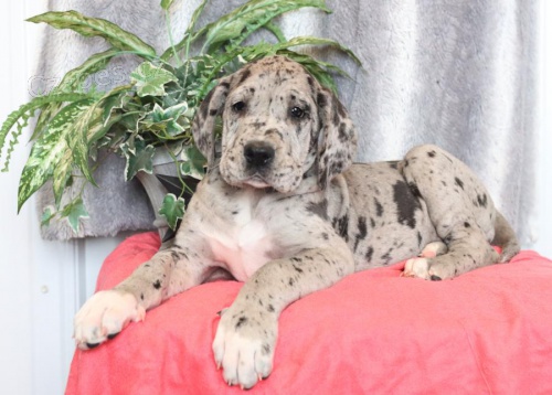 N�meck� doga �t��ata k adopci 