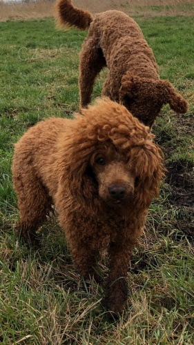 2 mini pudlová štěňátka k adopci 2 mini pudlová štěňátka k adopci
