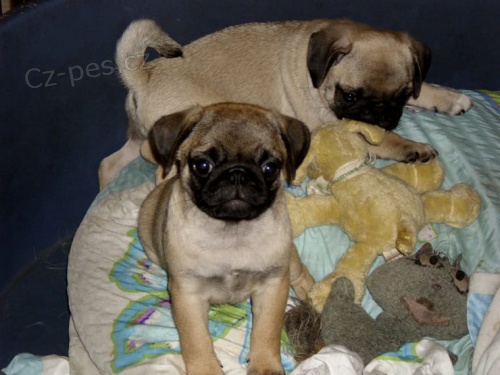 Mops štěňata k dispozici milovníkům mops Mops štěňata k dispozici milovníkům mops