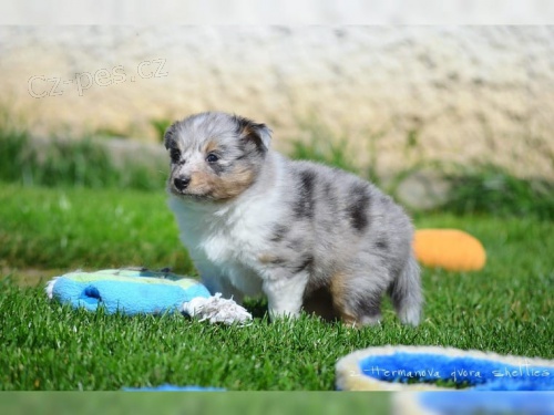 dispozici jsou štěňata shetlandských ovčáků (Sheltie) dispozici jsou štěňata shetlandských ovčáků (Sheltie)
