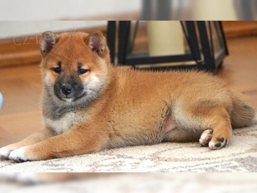 Štěňata Shiba Inu pro nové domovy k adopci Štěňata Shiba Inu pro nové domovy k adopci