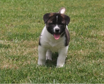 Akita pupiees jsou připraveny k adopci Akita pupiees jsou připraveny k adopci