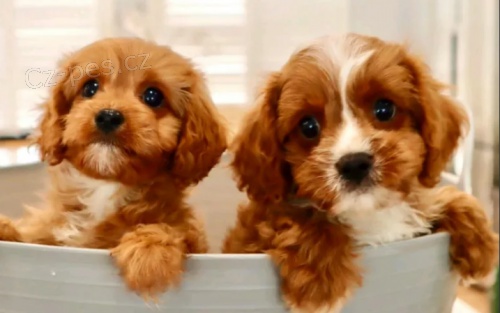 Cavoodle Štěňata pro dobré domovy  Cavoodle Štěňata pro dobré domovy