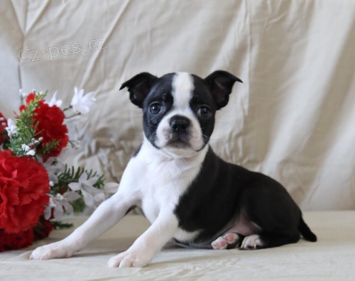 hravá štěňátka bostonského teriéra k adopci  hravá štěňátka bostonského teriéra k adopci