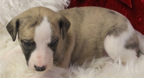 Brilantní štěňata Whippet pro dobré domovy Brilantní štěňata Whippet pro dobré domovy